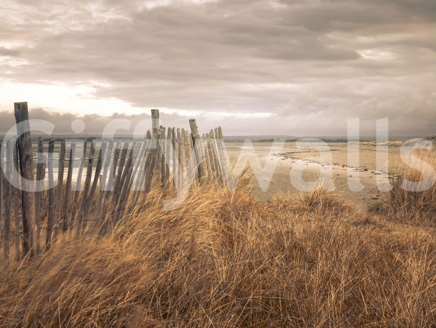 Golden Dunes and Rustic Coastal Fence Wall Mural
