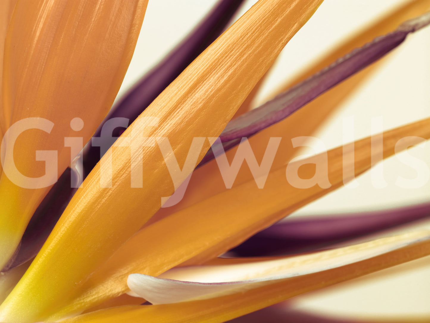 Vibrant Bird of Paradise Botanical Wall Mural Wall Mural