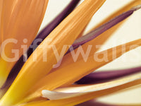 Vibrant Bird of Paradise Botanical Wall Mural Wall Mural