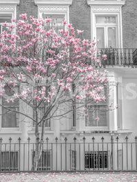Spring Magnolia Urban Bloom Wall Mural