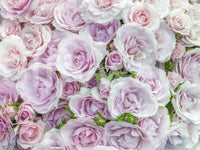 Soft Blush Rose Garden Wall Mural