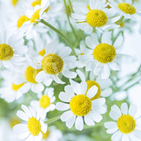 Spring Meadow Bloom Wall Mural
