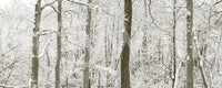 Powdery snow dusts the birch scene in this wall mural GD12836
