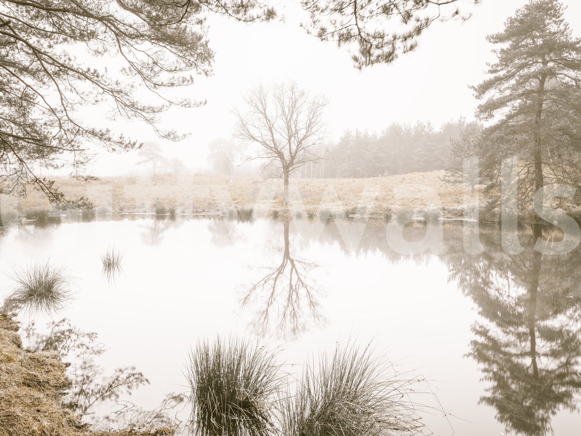A single tree stands reflected in the Sepia Forest wall mural, GD12839
