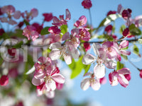 Close-up of the pink and white cherry blossom mural with green leaves GD13035