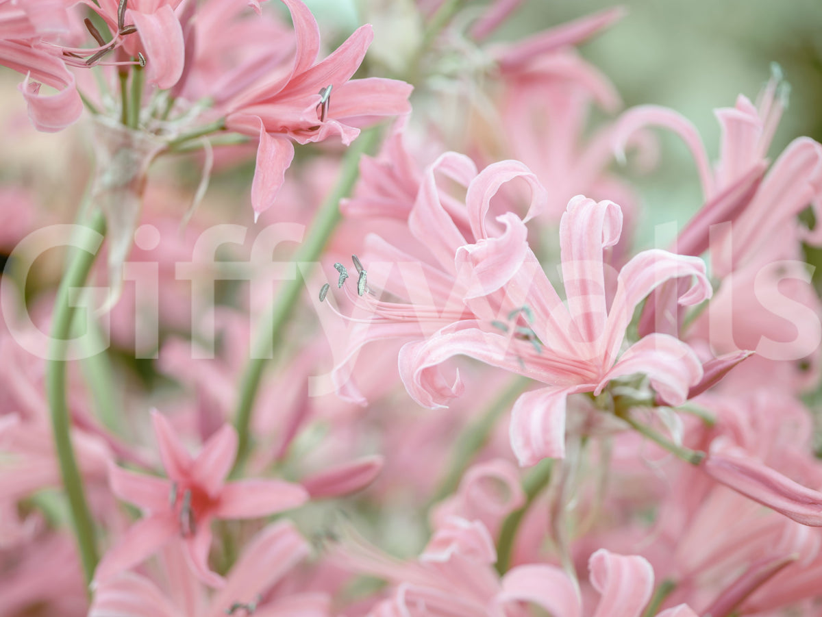 Close-up of the soft pink lily floral wallpaper with green stems GD13036