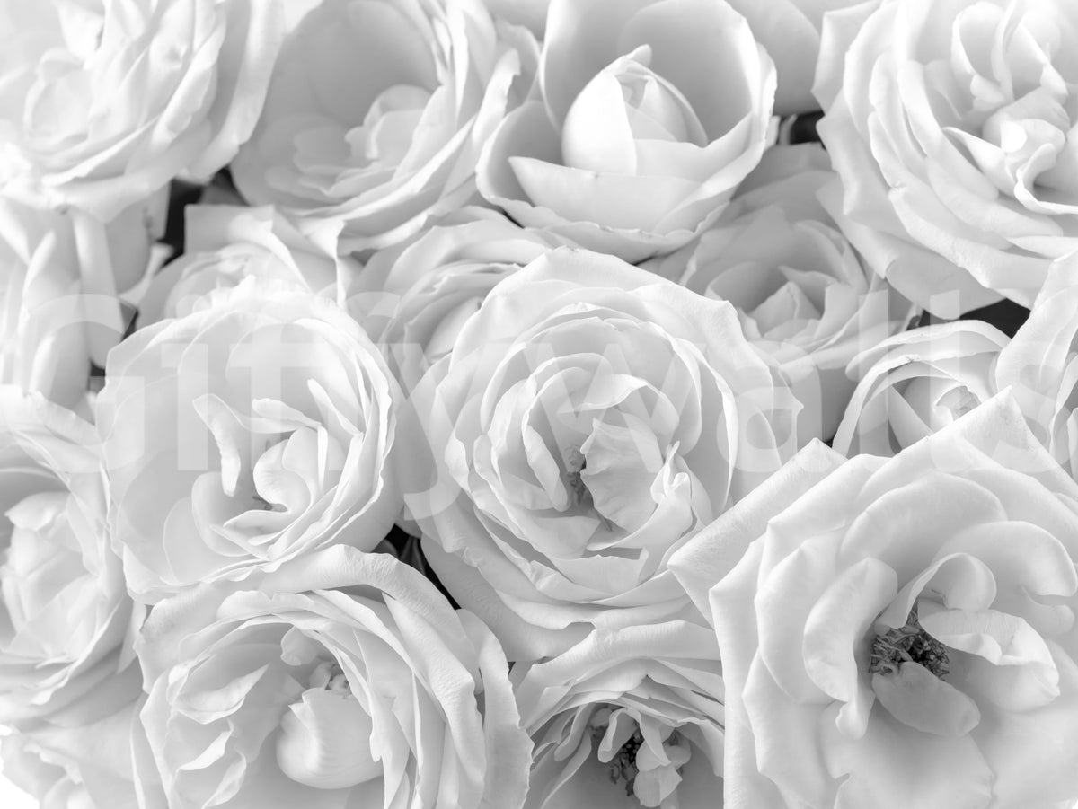 Close-up detail of the soft monochrome rose petal pattern GD13038