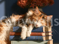 Calico Cat Sleeping on Stack of Old Books Wall Mural