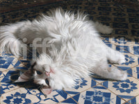 Resting Fluffy Cat on Mediterranean Tiles Wall Mural