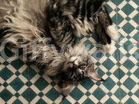 Resting Maine Coon on Geometric Tile Wall Mural