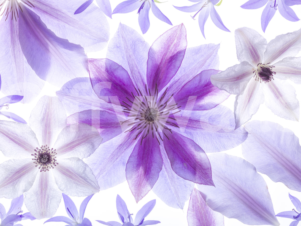 Lilac Petals Botanical Composition Wall Mural