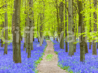 Verdant Spring Woodland Walkway Wall Mural