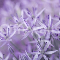 Violet Allium Macro Bloom Wall Mural