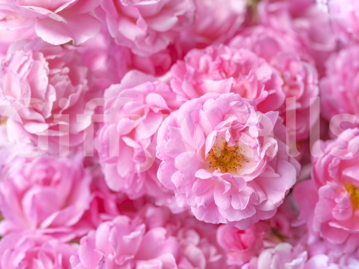 Soft Pink Peony Bloom Field Wall Mural