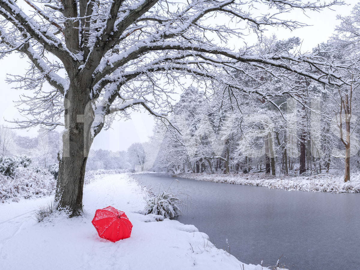 Frozen Canal Winter Woodland Wall Mural