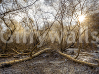 Sun-Drenched Wilderness Canopy Wall Mural