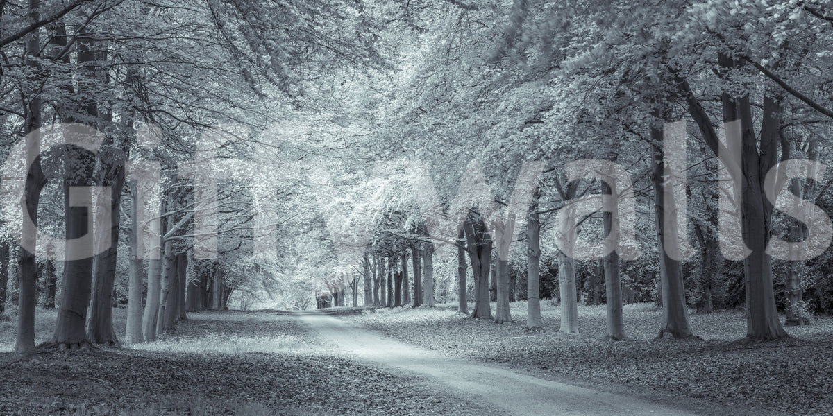 Serene Forest Canopy Path Wall Mural