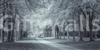 Serene Forest Canopy Path Wall Mural