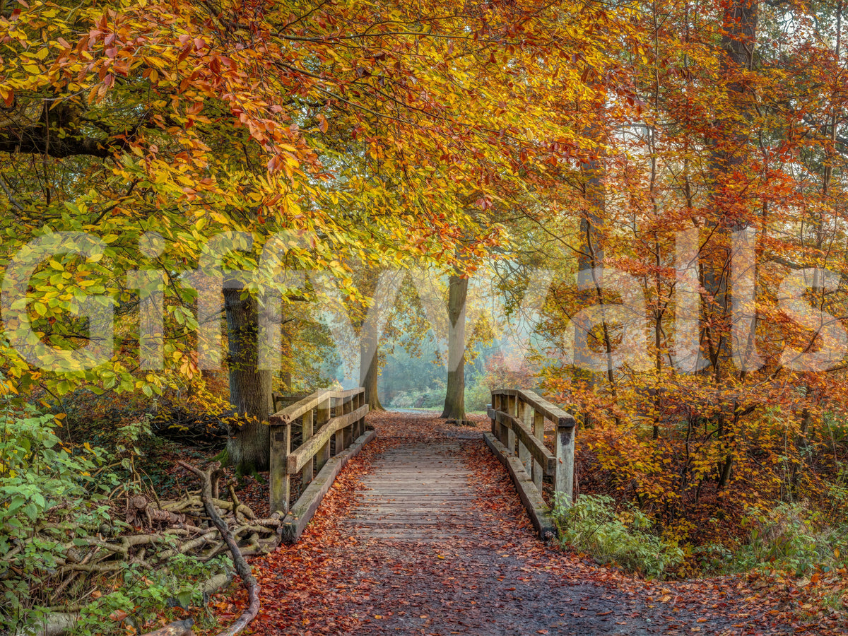 Misty Woodland Bridge Walkway Wall Mural