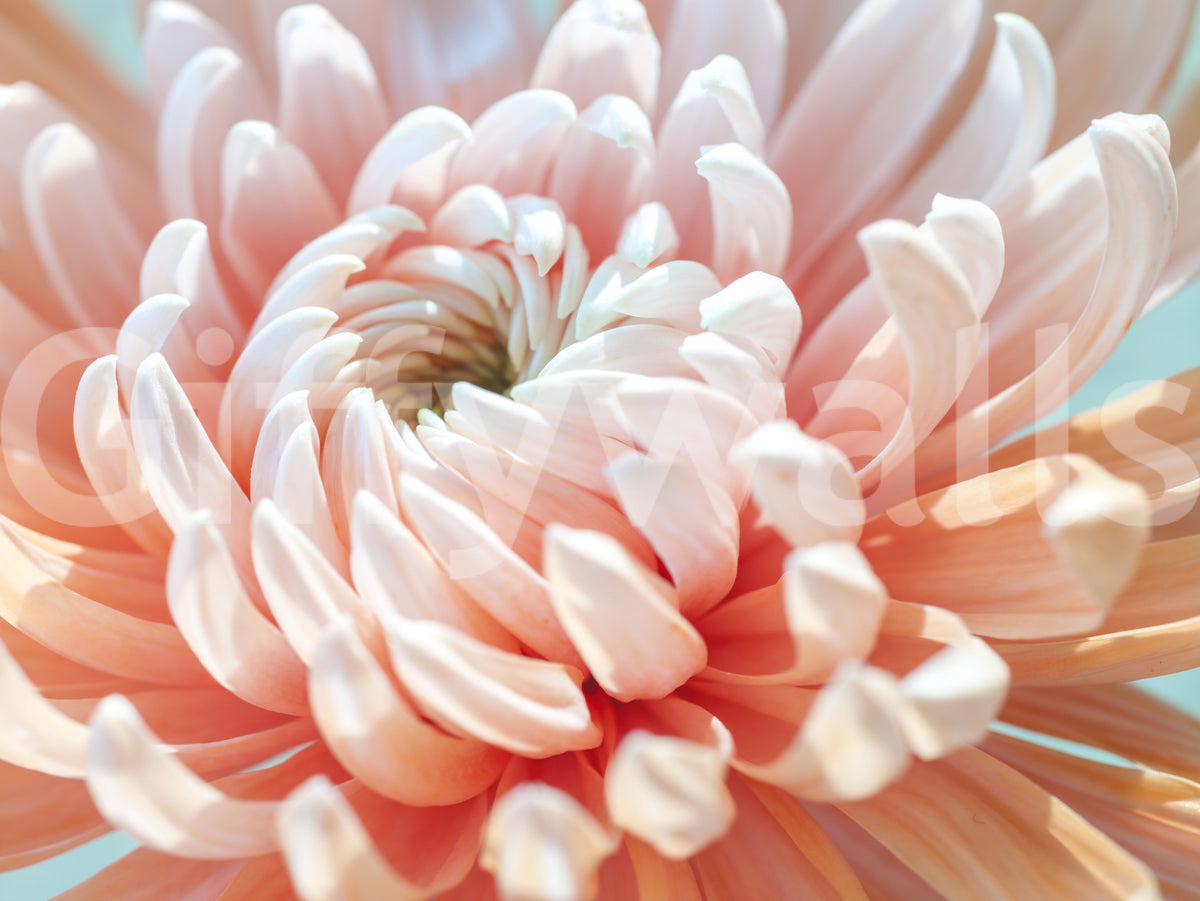Coral Bloom Macro Detail Wall Mural