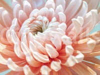 Coral Bloom Macro Detail Wall Mural