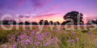 Purple Horizon Meadow Landscape Wall Mural