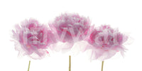 Minimalist Blush Petals Wall Mural