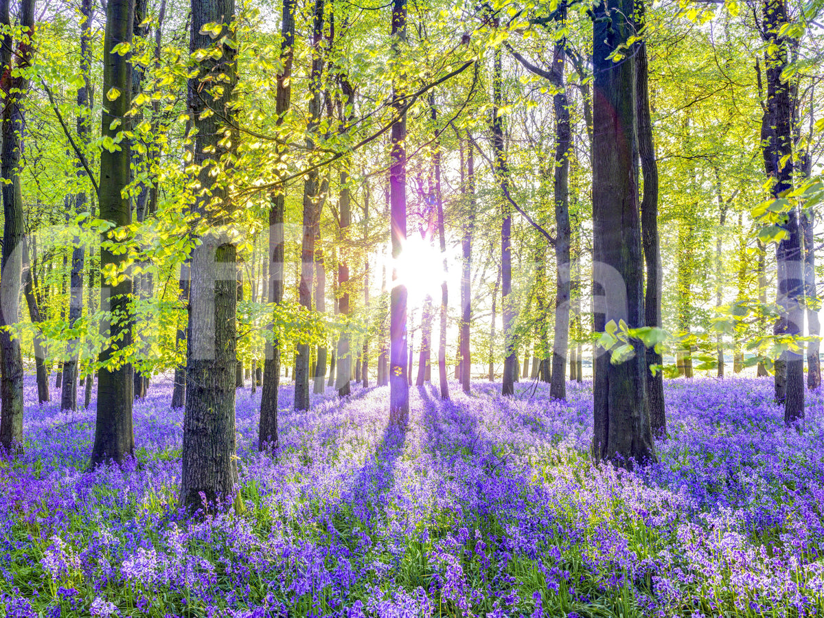 Springtime Purple Woodland Vista Wall Mural