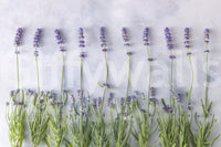 Minimalist Garden Herb Texture Wall Mural