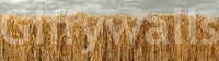 Wallpaper with wheat close-up

