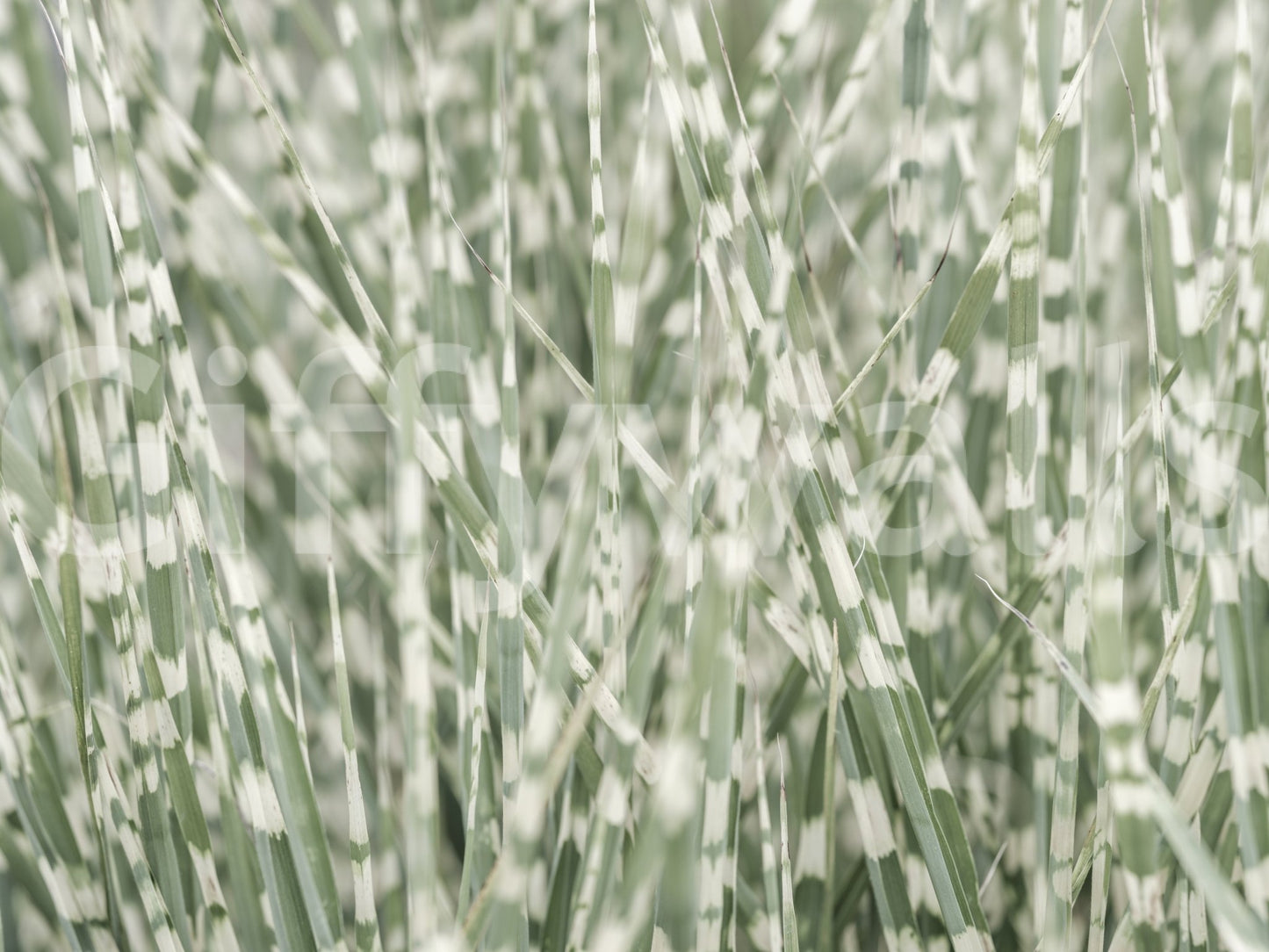 The texture appears realistic, like a high-quality photographic print.
