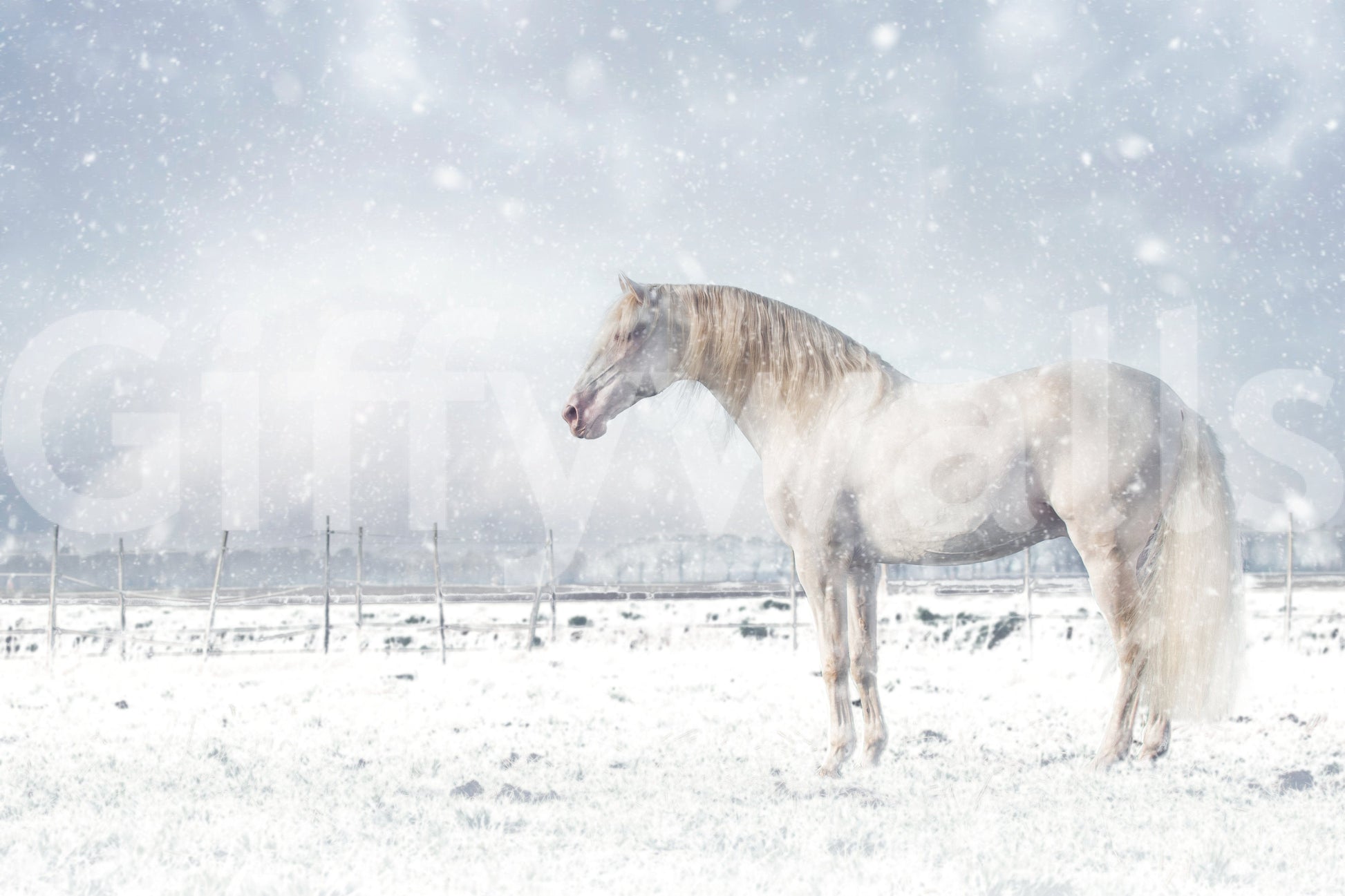 Snowdrift Horse wallpaper mural shown as a full-wall scene of a white horse standing in a snowy field
