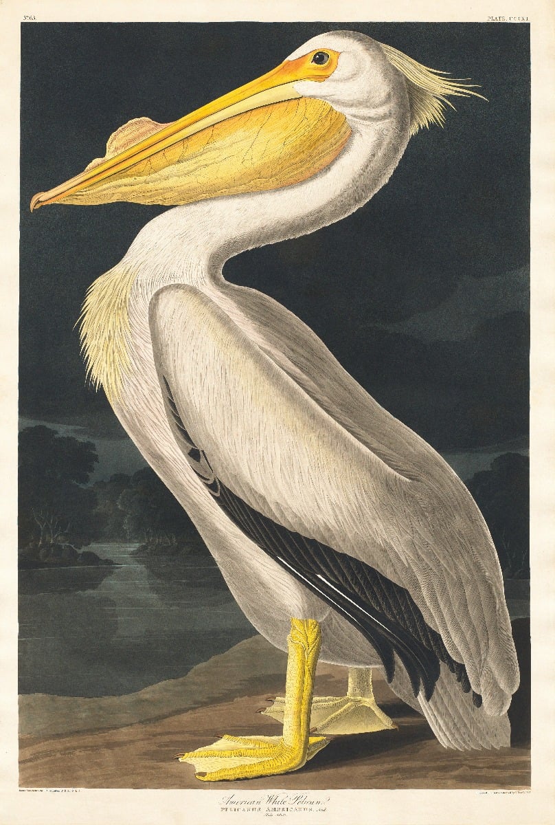 White Pelican Wallpaper Mural in your room