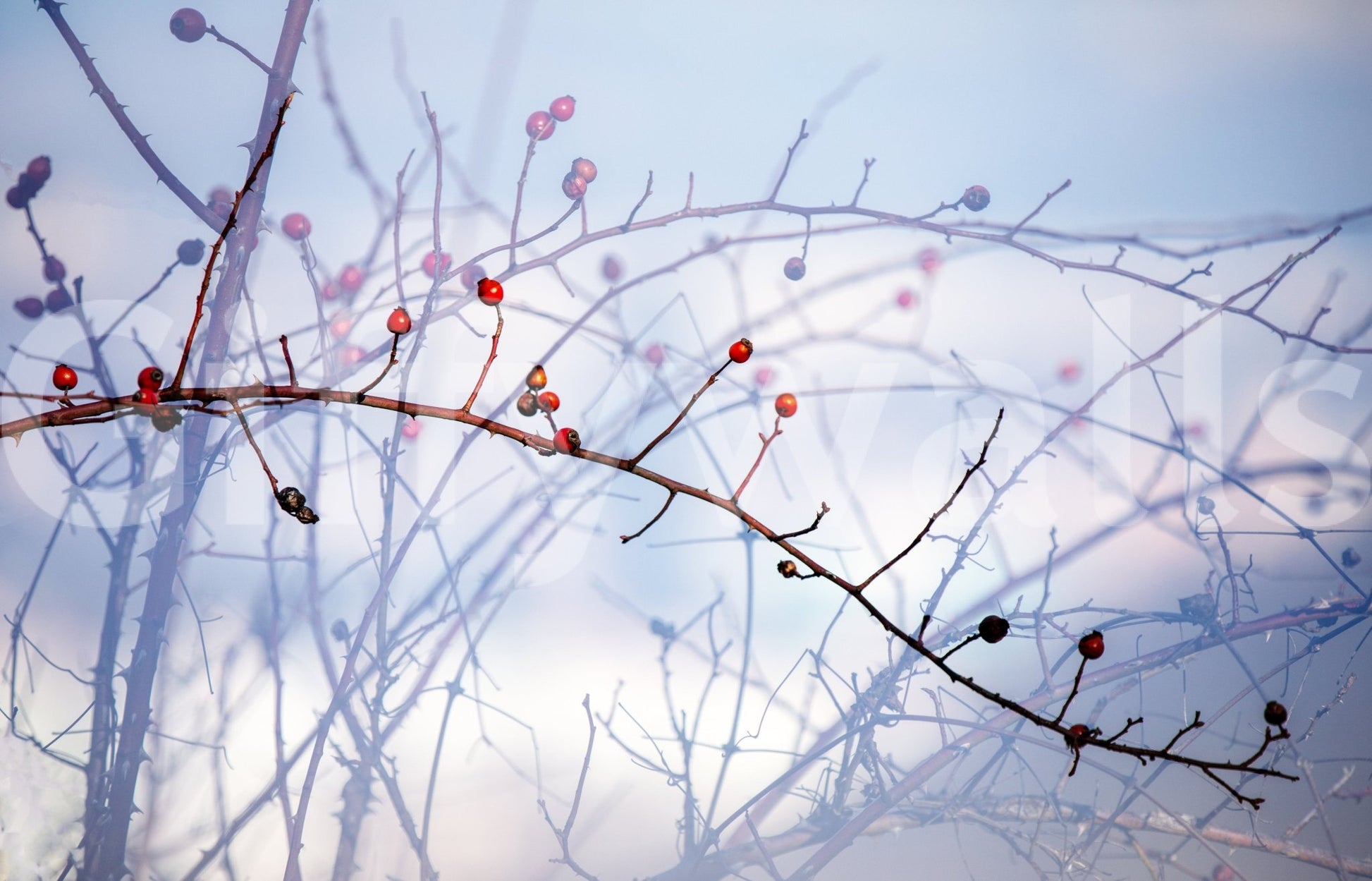 Seasonal wall mural with red berries
