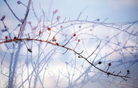 Seasonal wall mural with red berries
