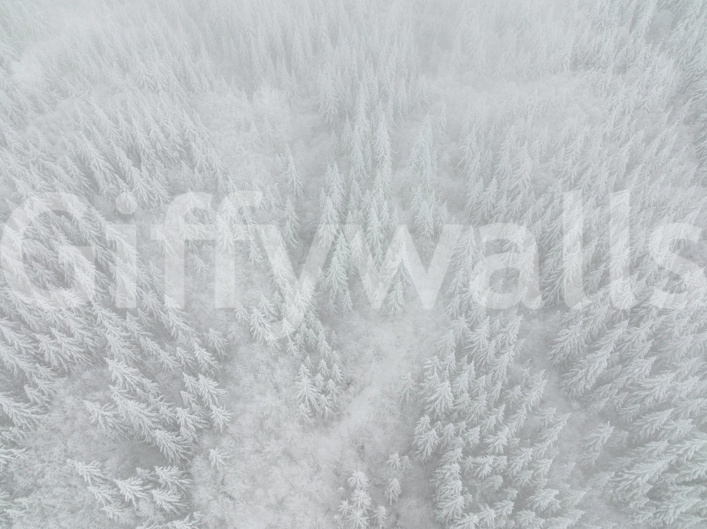 Breathtaking snowy forest wallpaper for walls, Canopy of ice, serene winter view.