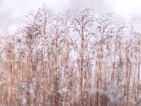 Whispering Winter Reeds decor wallpaper, gentle outdoor lighting.
