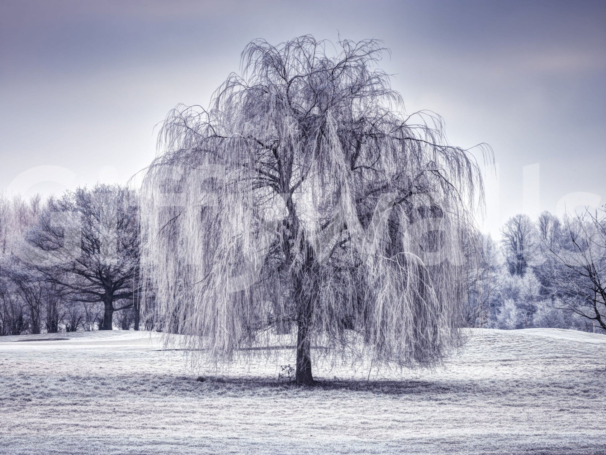 Bleak Winter Weeping Tree wallpaper, atmospheric natural beauty.