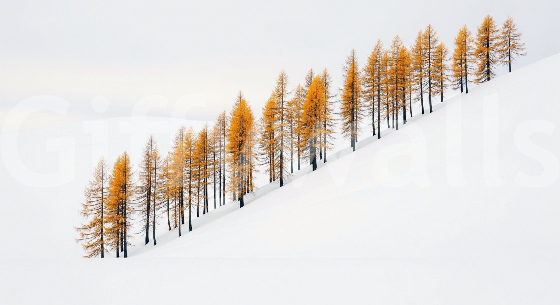 Winter’s Gold Wall Mural for bedroom, warm gold light and snowy trees