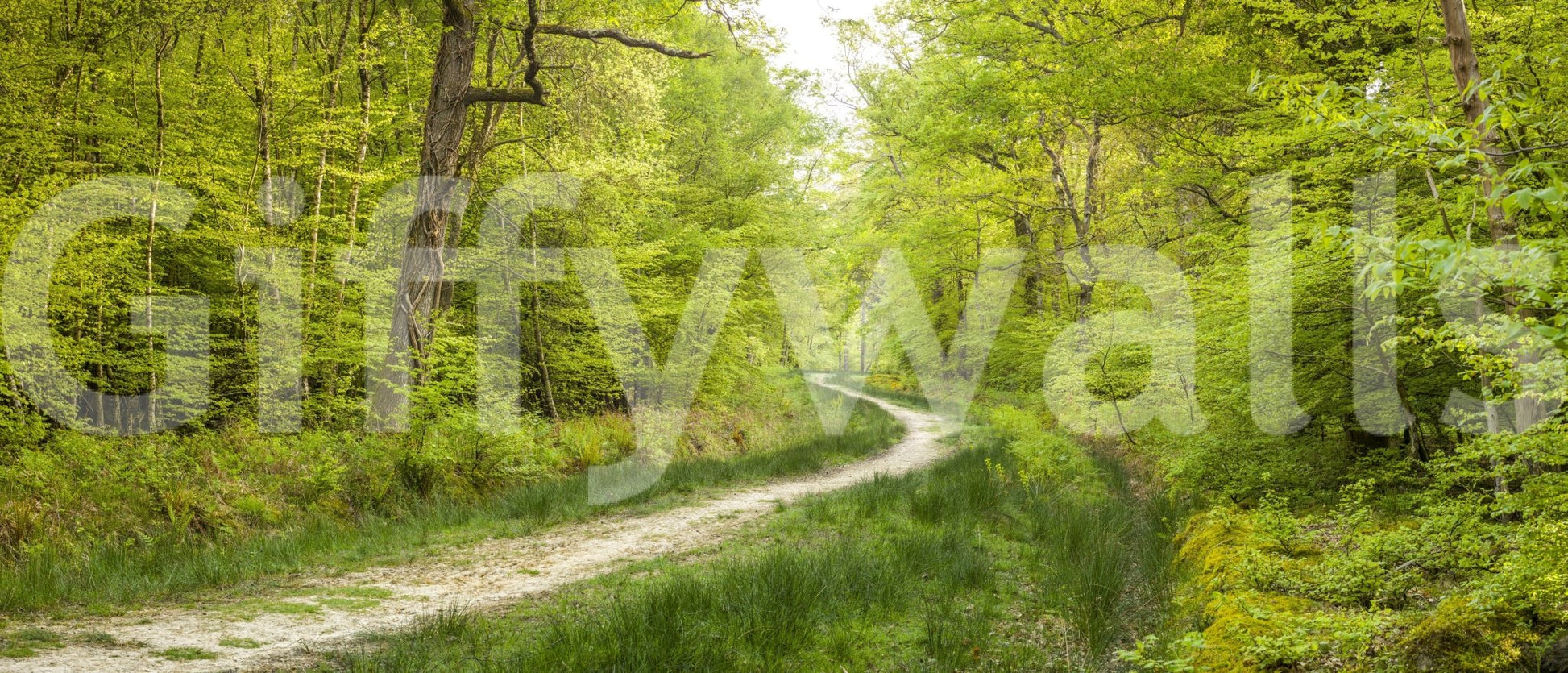 Autumn woodland wallpaper design

